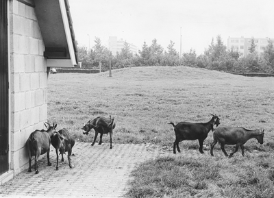502694 Afbeelding van de geitjes van de kinderboerderij in het Park Transwijk te Utrecht.